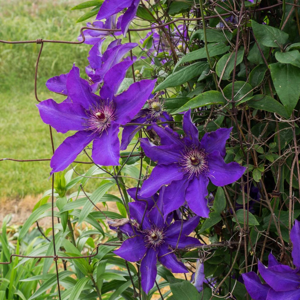 Clématite - Clematis The President