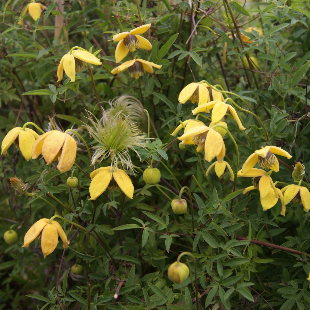 Clématite - Clematis tibetana Orange Peel