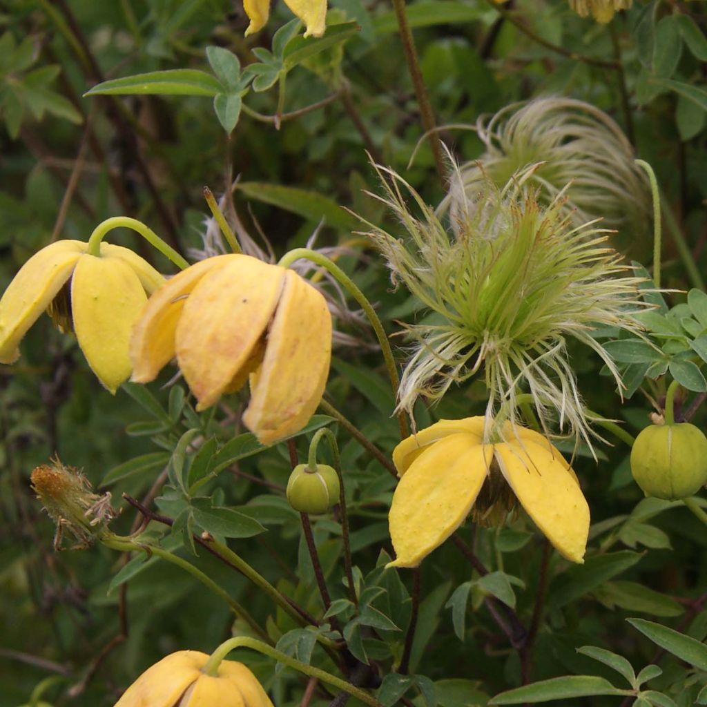 Clématite - Clematis tibetana Orange Peel