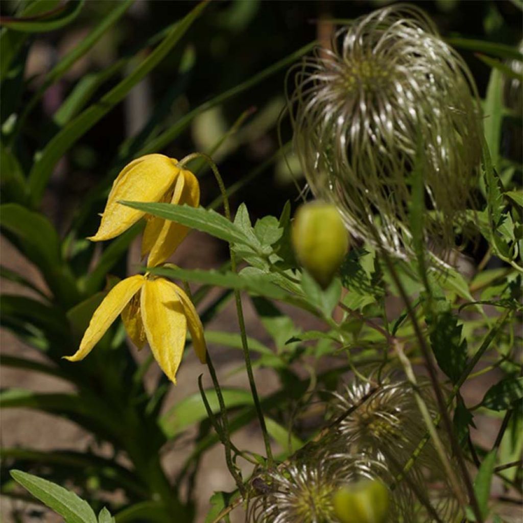 Clématite - Clematis tibetana Orange Peel