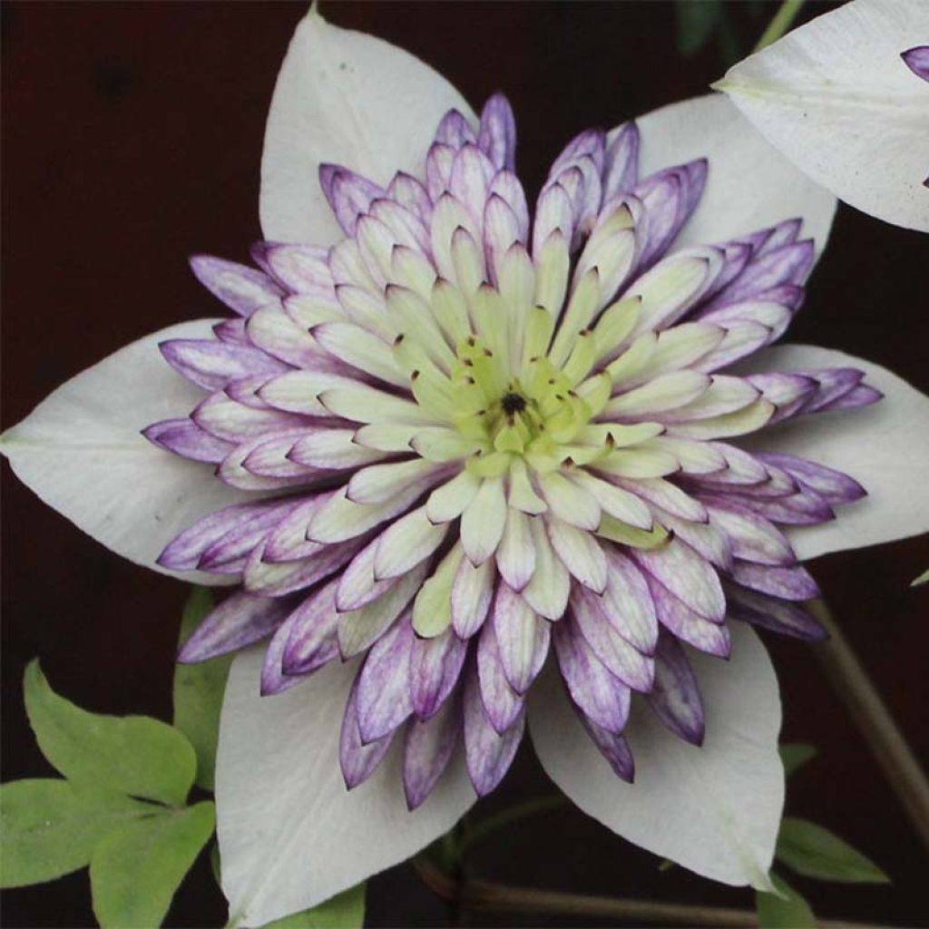 Clématite - Clematis Viennetta