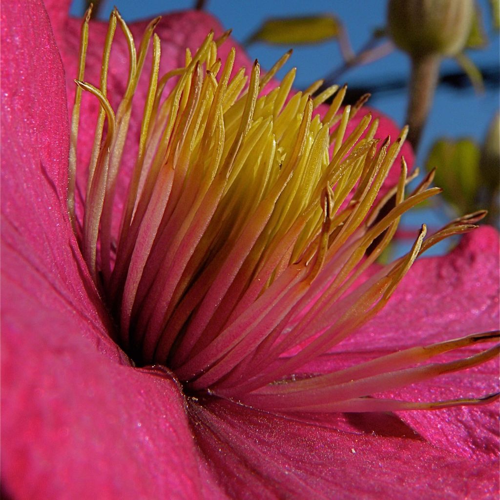 Clématite - Clematis Ville de Lyon 