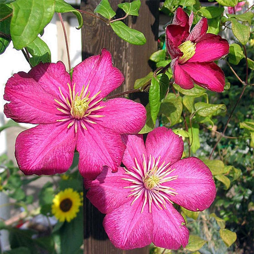 Clématite - Clematis Ville de Lyon 