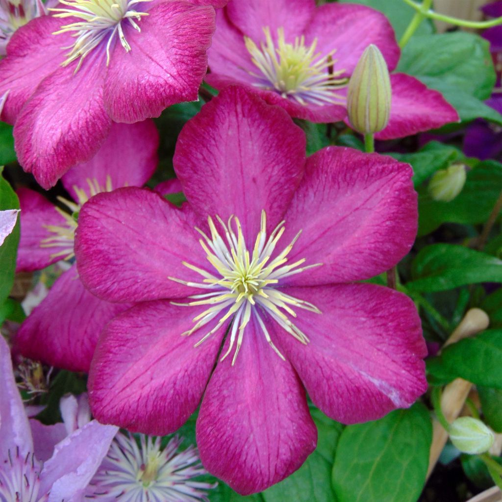 Clématite - Clematis Ville de Lyon 