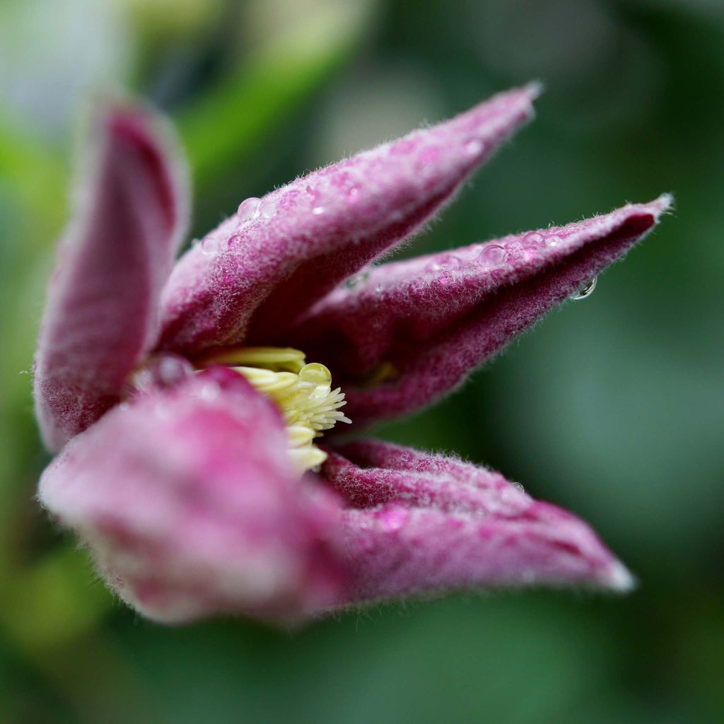 Clématite - Clematis Ville de Lyon 