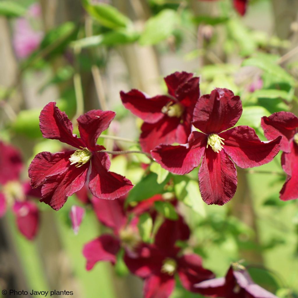 Clématite - Clematis viticella Burning Love