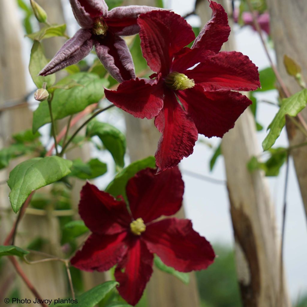 Clématite - Clematis viticella Burning Love