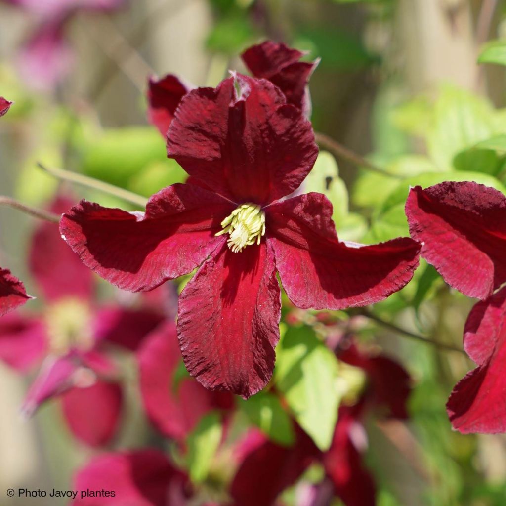 Clématite - Clematis viticella Burning Love