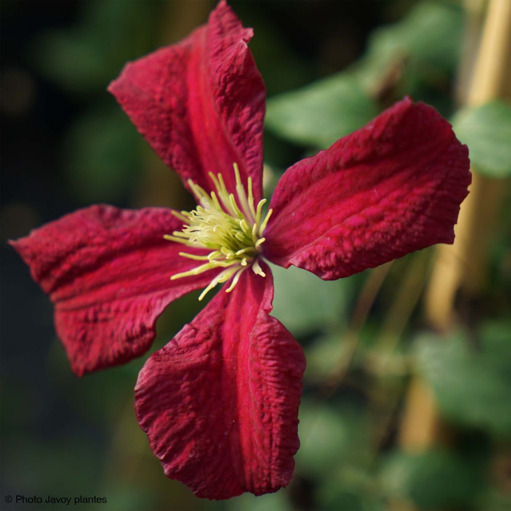 Clématite - Clematis viticella Burning Love