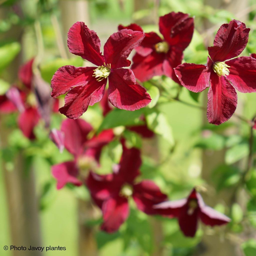 Clématite - Clematis viticella Burning Love