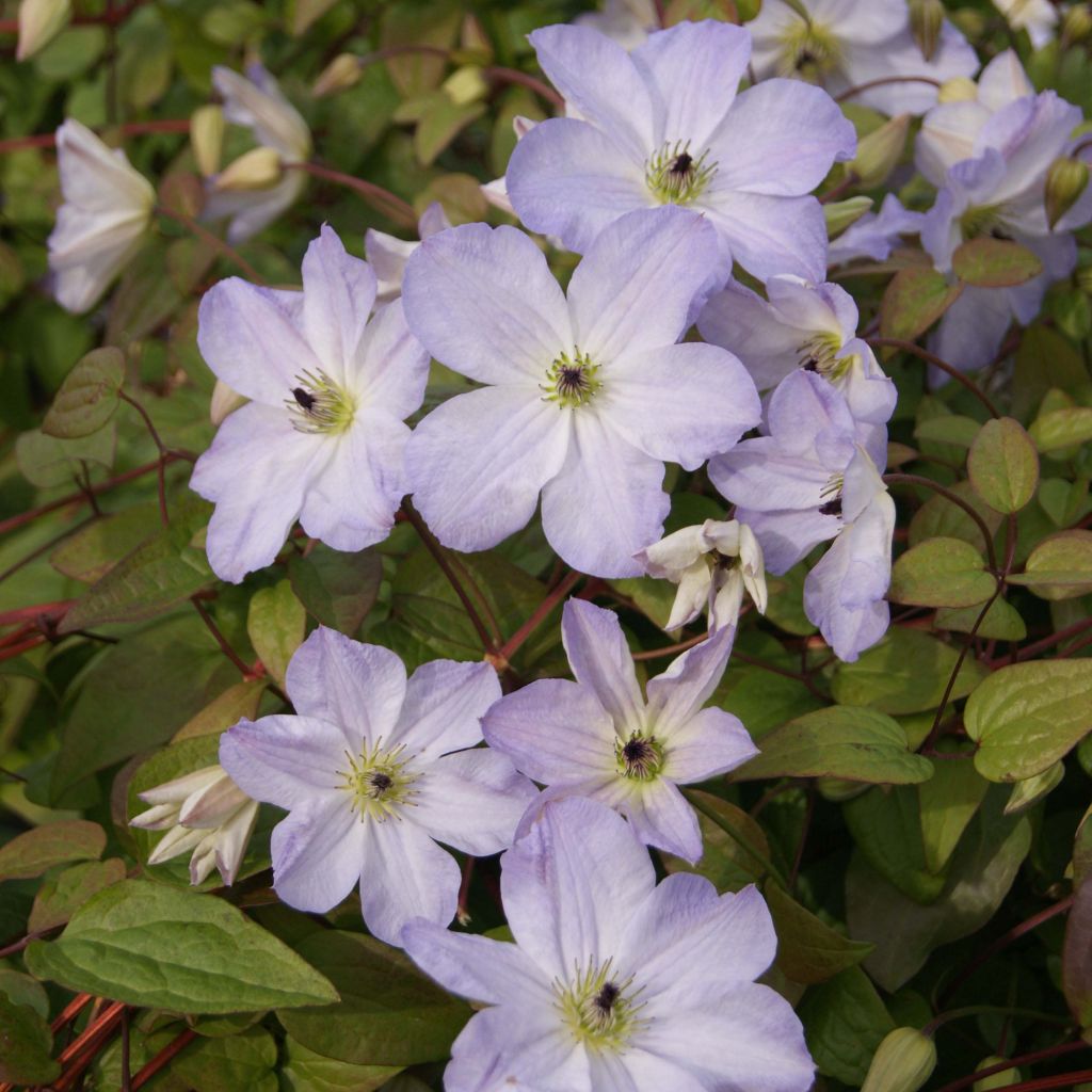 Clématite - Clematis viticella Sea Breeze