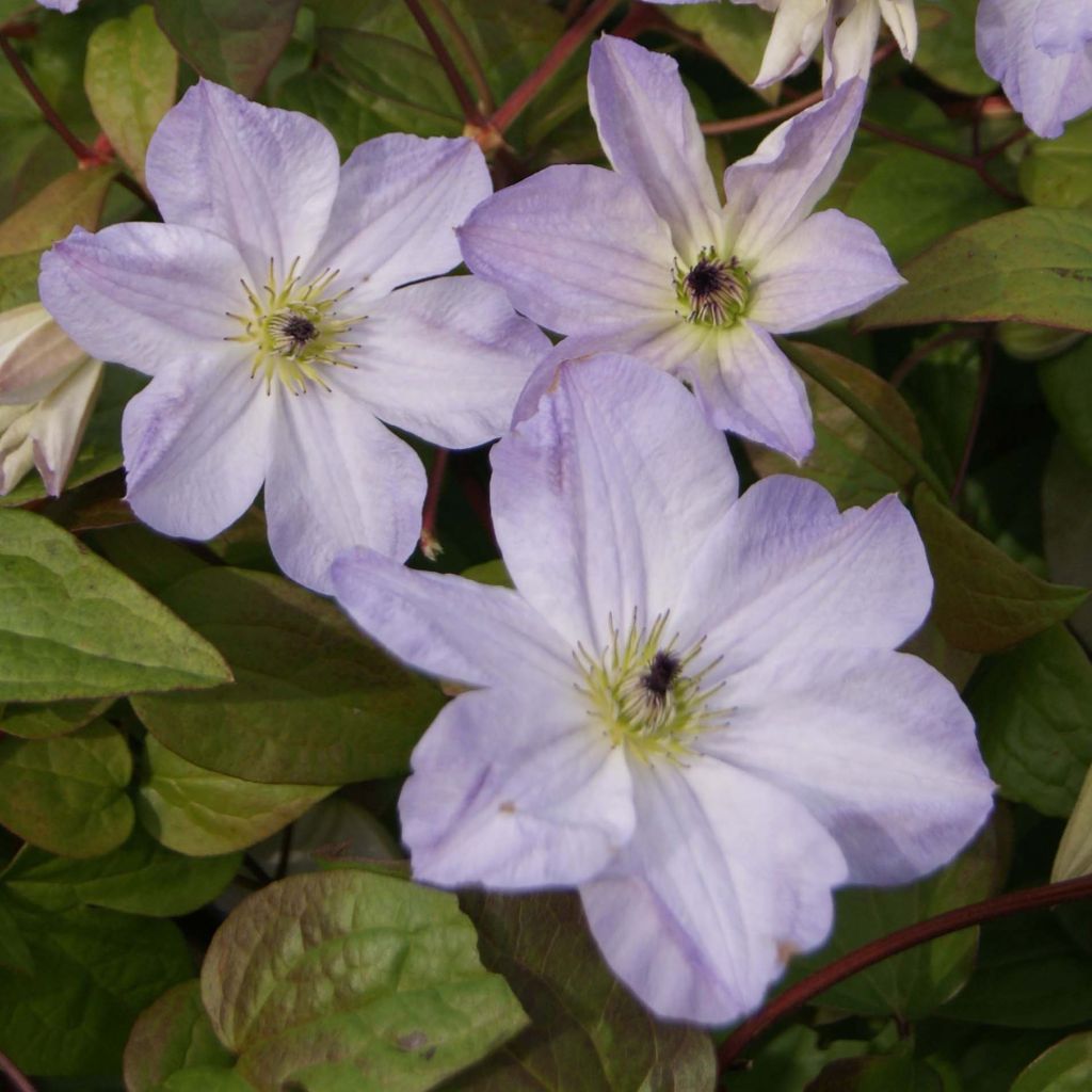 Clématite - Clematis viticella Sea Breeze