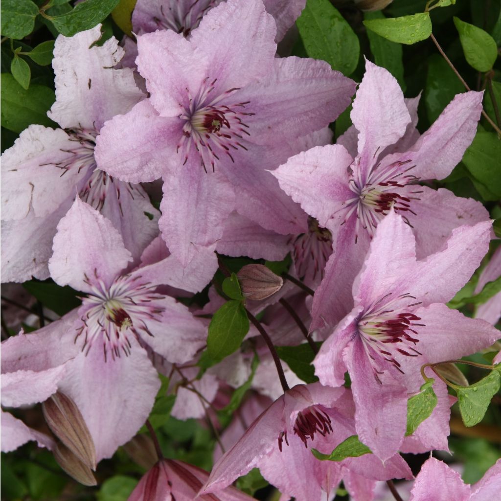 Clématite - Clematis Hagley hybride