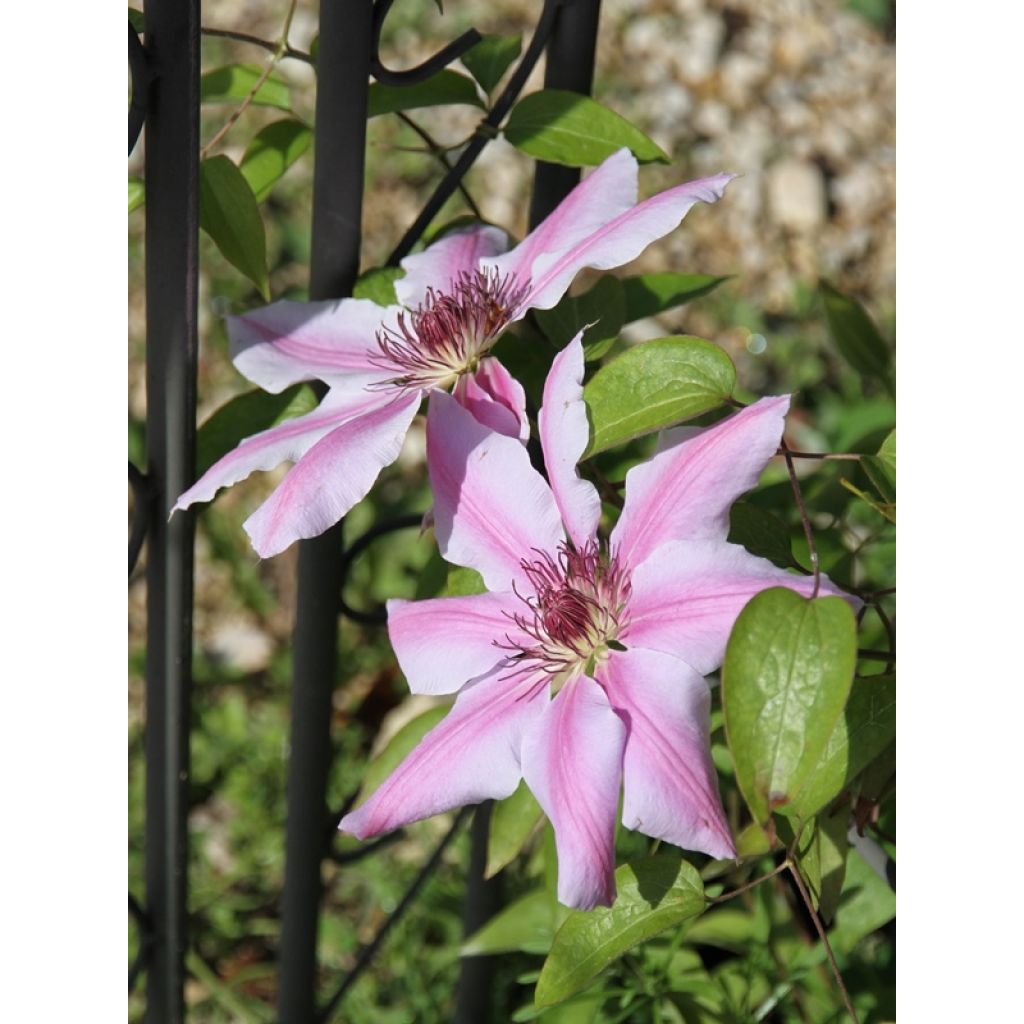 Clématite - Clematis Nelly Moser