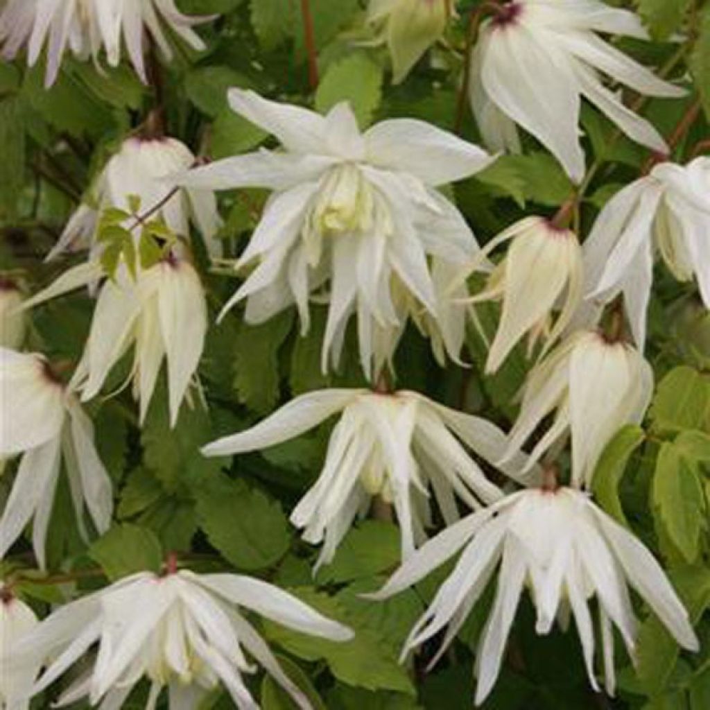 Clématite - Clematis alpina Albina Plena