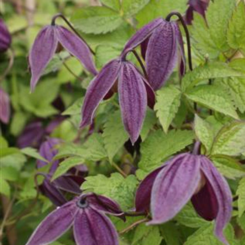 Clématite - Clematis Brunette