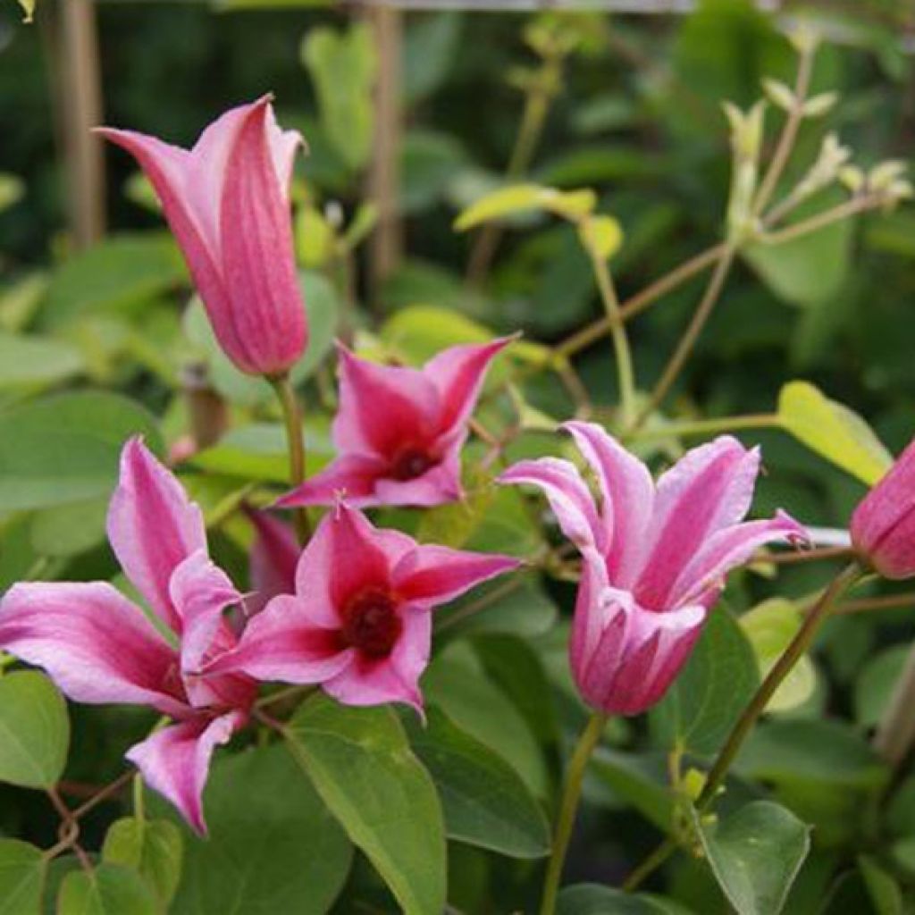 Clématite Duchess of Albany - Clematis Texensis Duchess of Alban