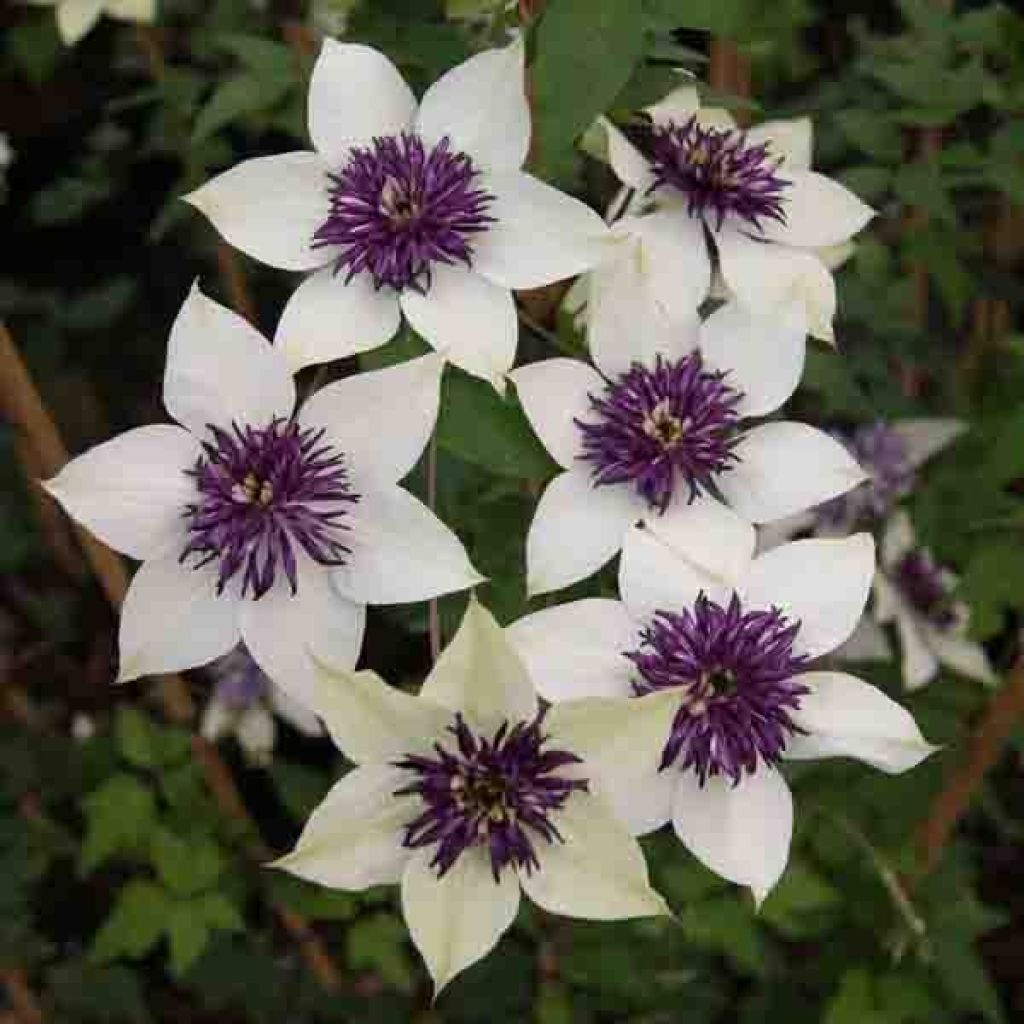 Clematis florida Sieboldii