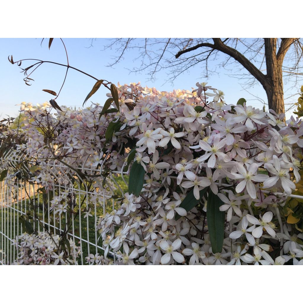 Clematis armandii Apple Blossom - clématite du père Armand