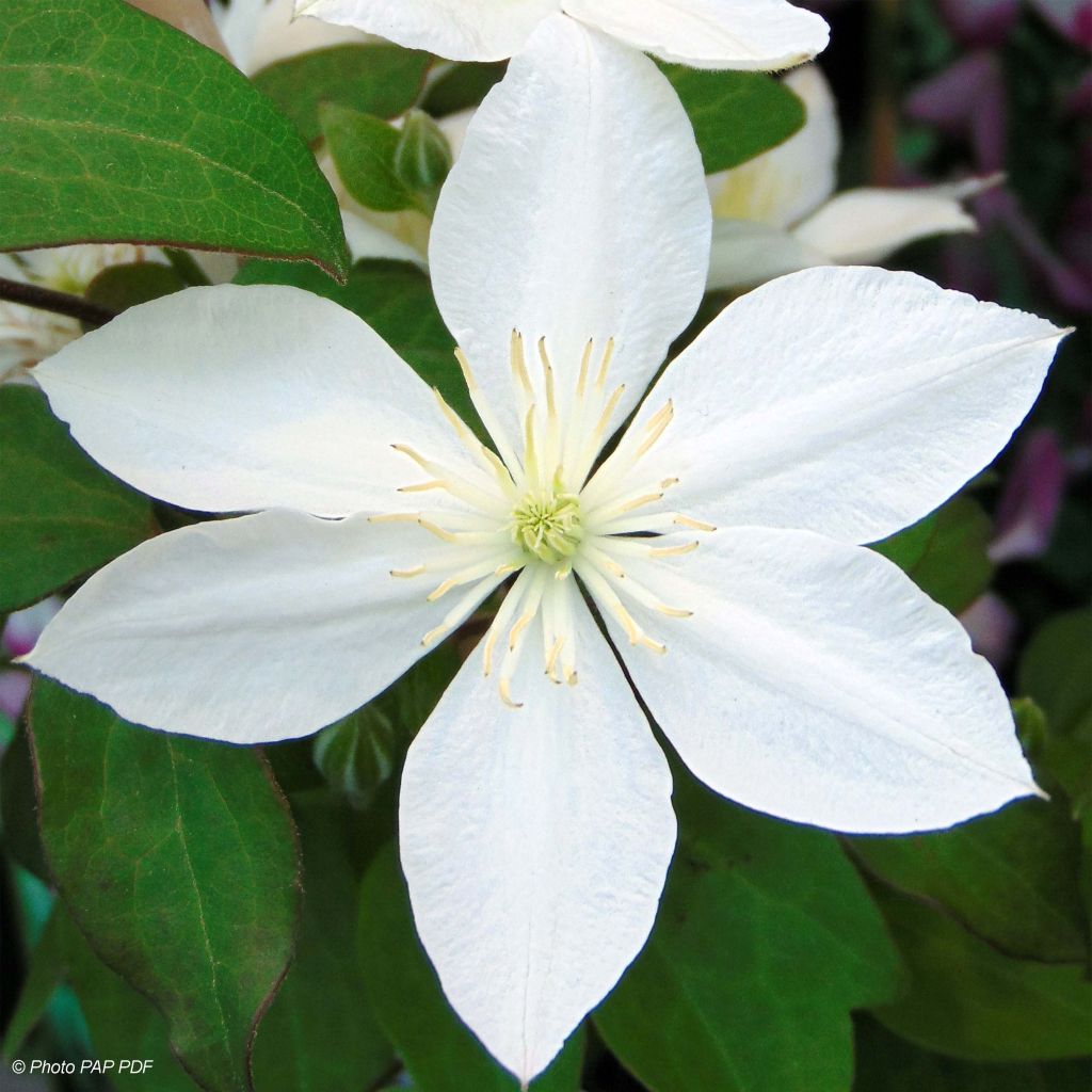 Clématite - Clematis Baby Star