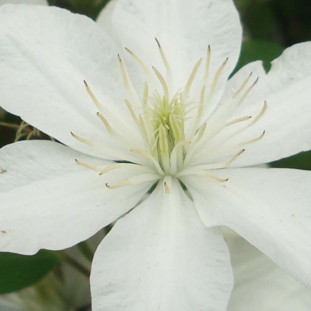 Clématite - Clematis Baby Star