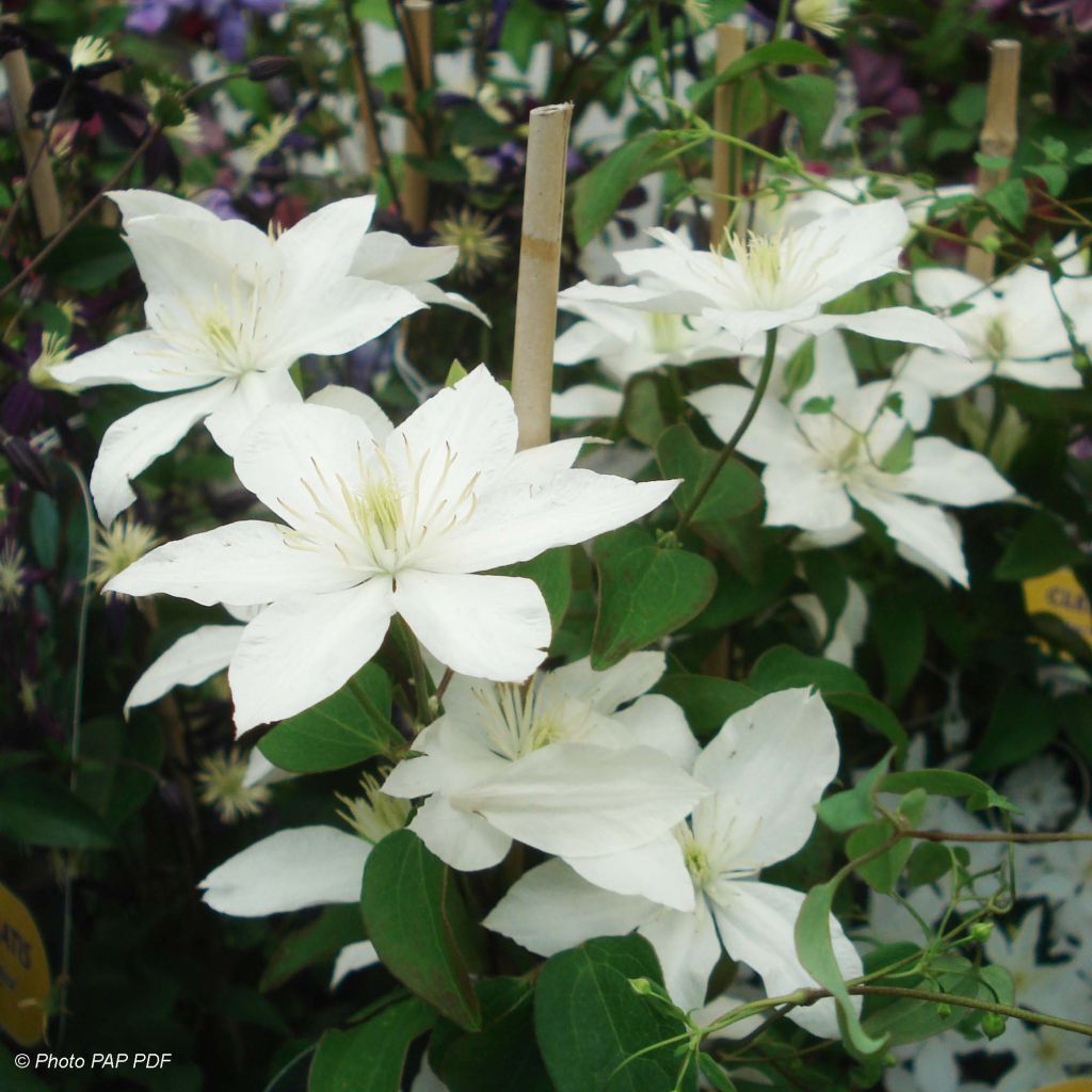 Clématite - Clematis Baby Star