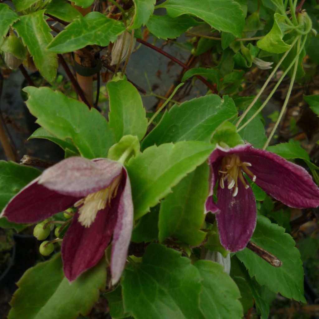 Clématite - Clematis cirrhosa Lansdowne Gem