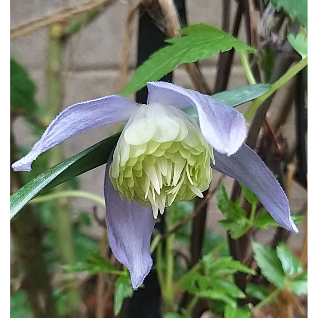 Clématite - Clematis alpina Ocean Pearl  