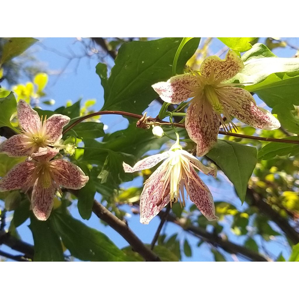 Clématite - Clematis cirrhosa Advent Bells