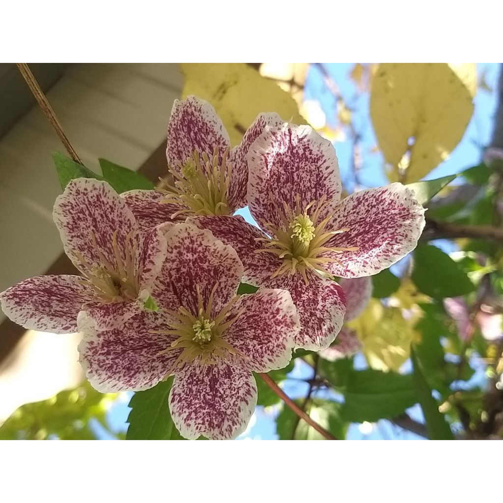 Clématite - Clematis cirrhosa Freckles