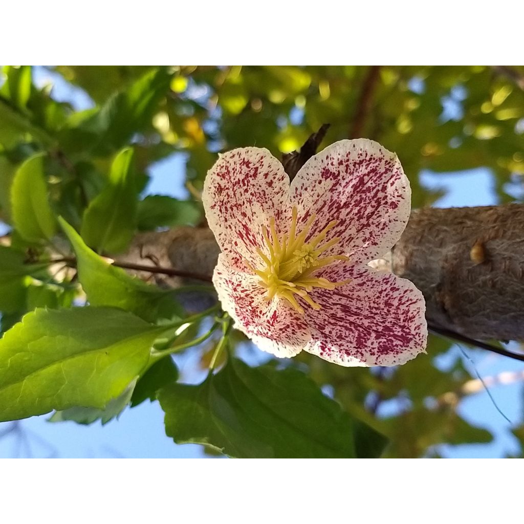 Clématite - Clematis cirrhosa Freckles