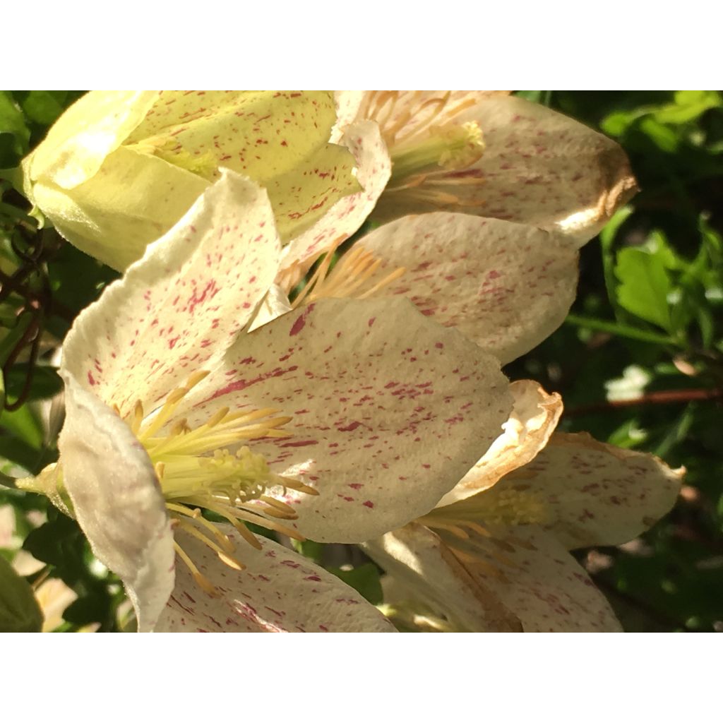 Clématite - Clematis cirrhosa Winter Parasol