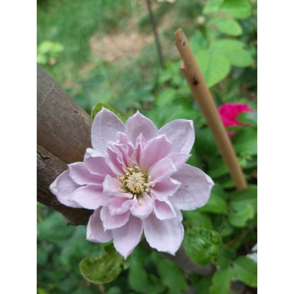 Clématite - Clematis Dancing Queen