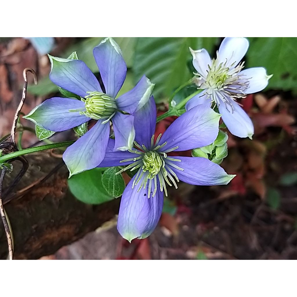 Clématite - Clematis Fuji Musume