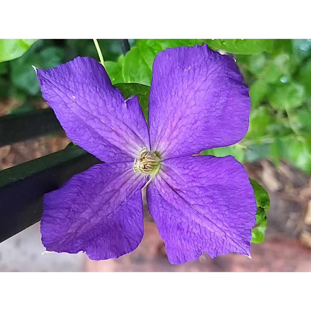 Clématite - Clematis jackmanii Superba