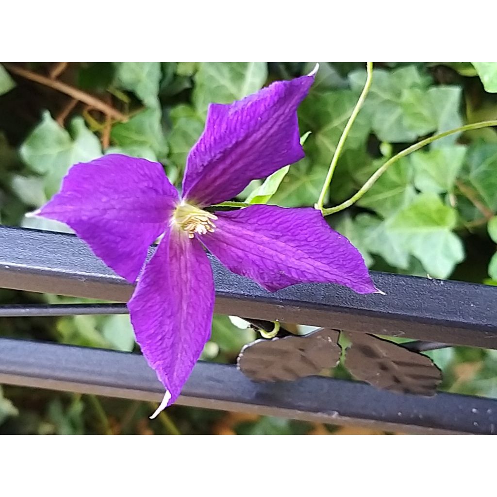 Clématite - Clematis jackmanii Superba