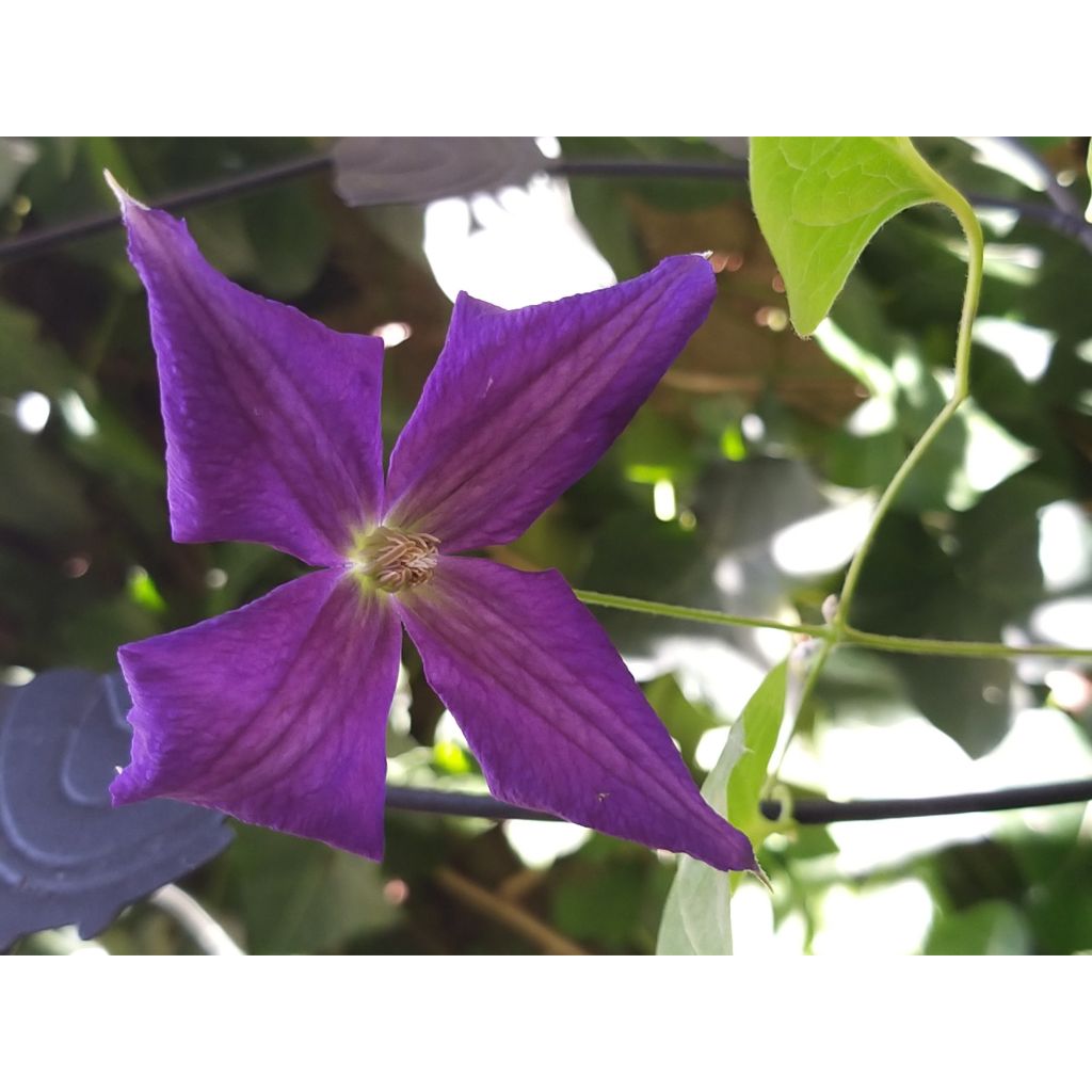 Clématite - Clematis jackmanii Superba