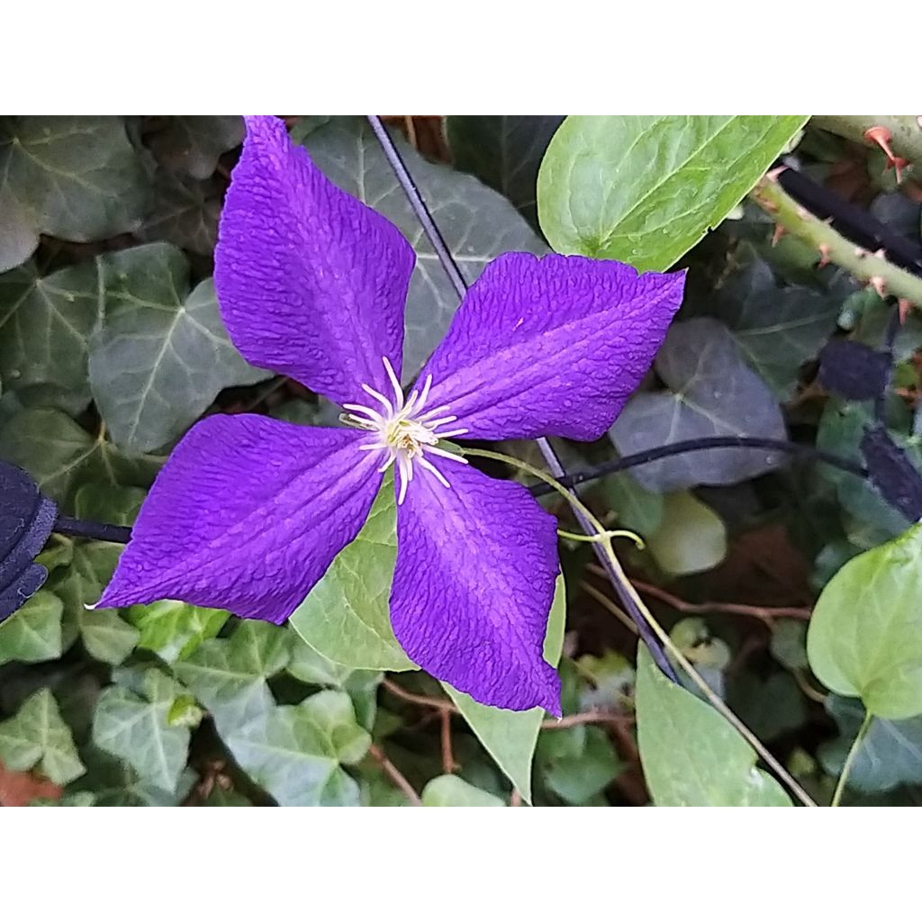 Clématite - Clematis jackmanii Superba