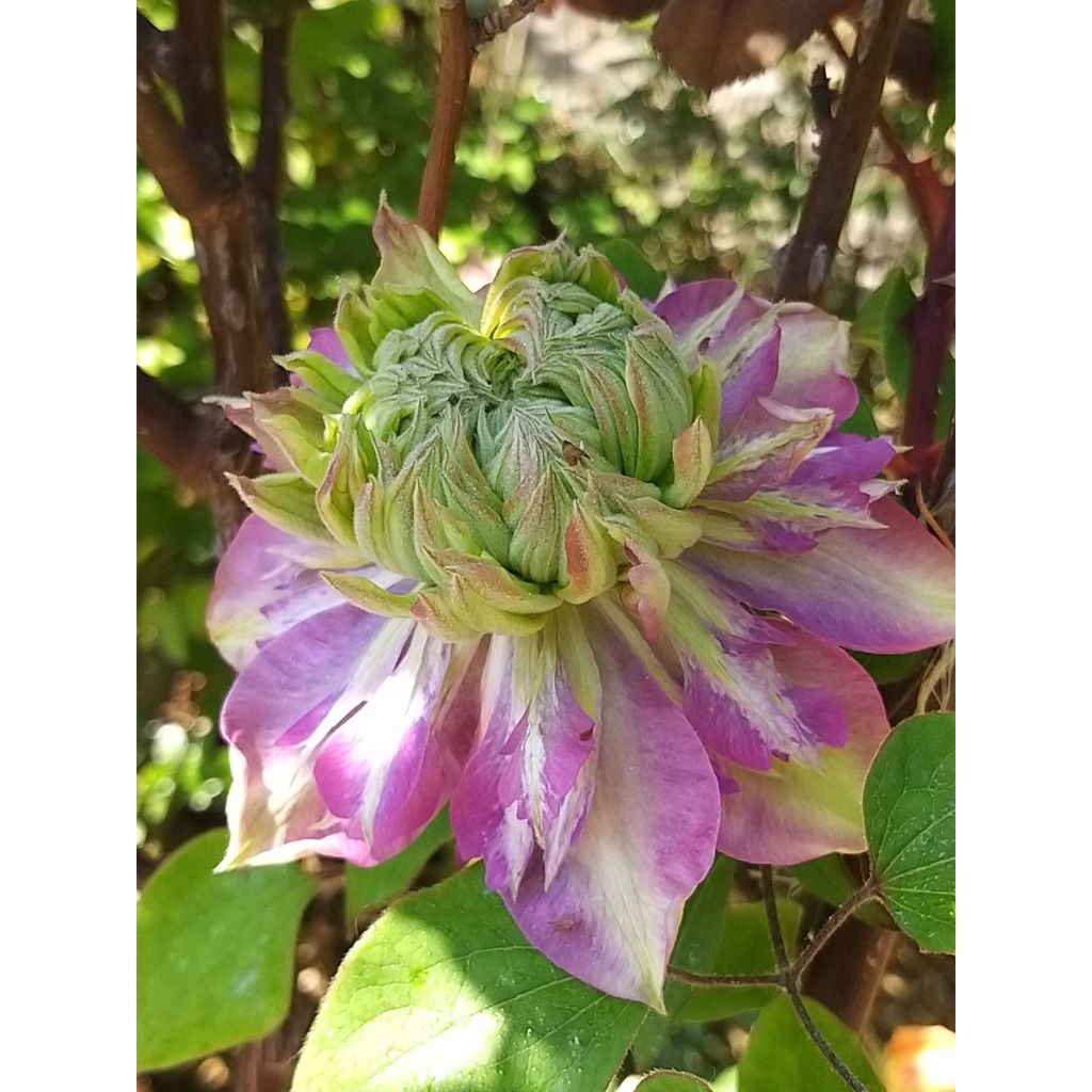 Clématite - Clematis Kaiser 