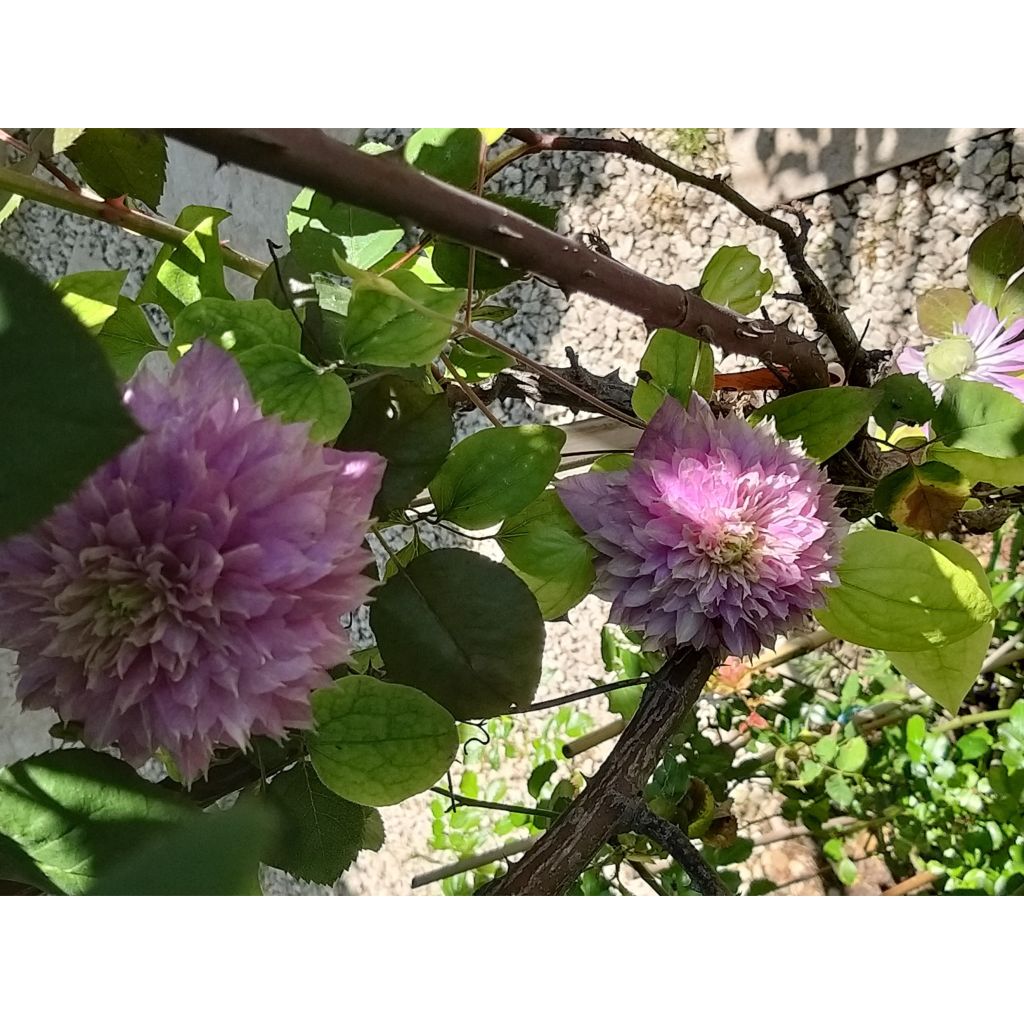 Clématite - Clematis Kaiser 