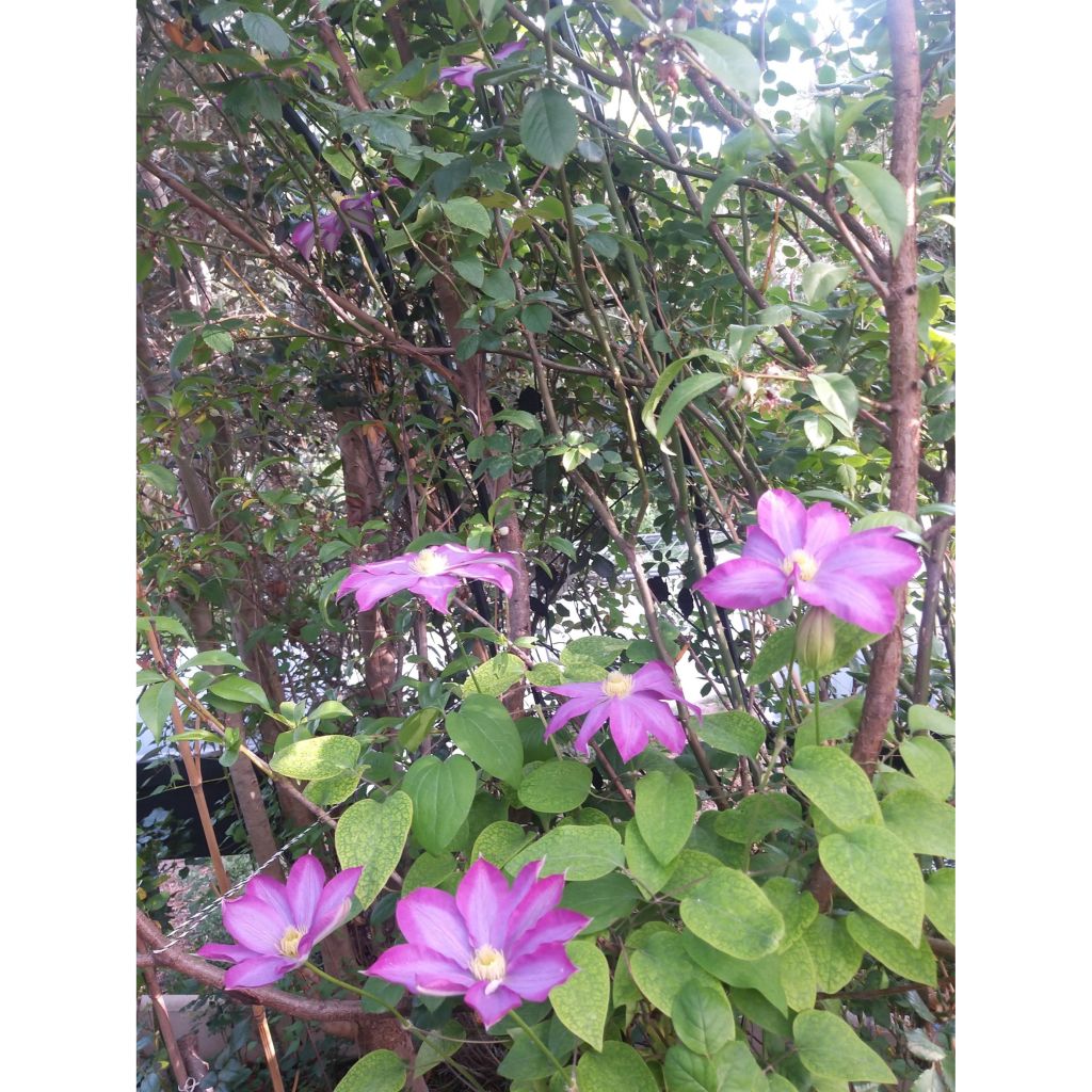 Clématite - Clematis Kakio (Pink Champagne)