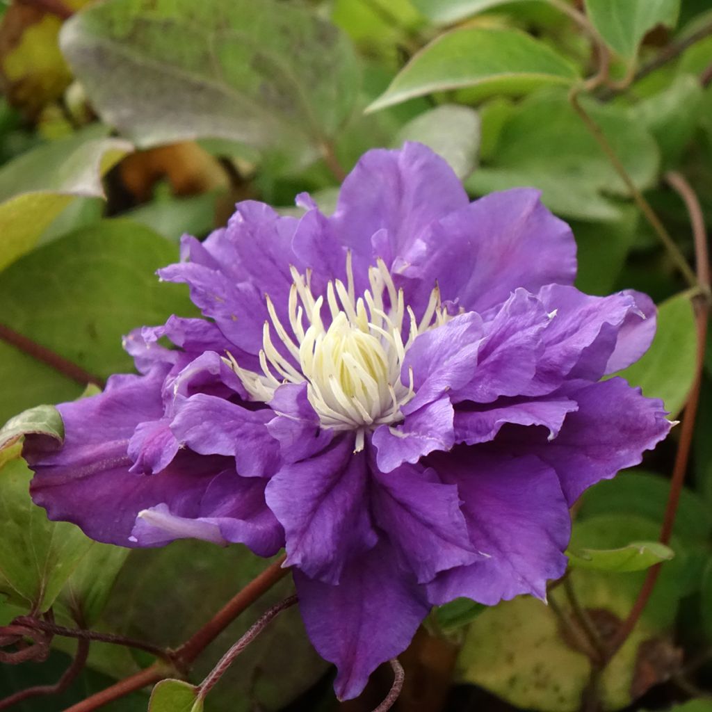 Clématite - Clematis Kiri Te Kanawa