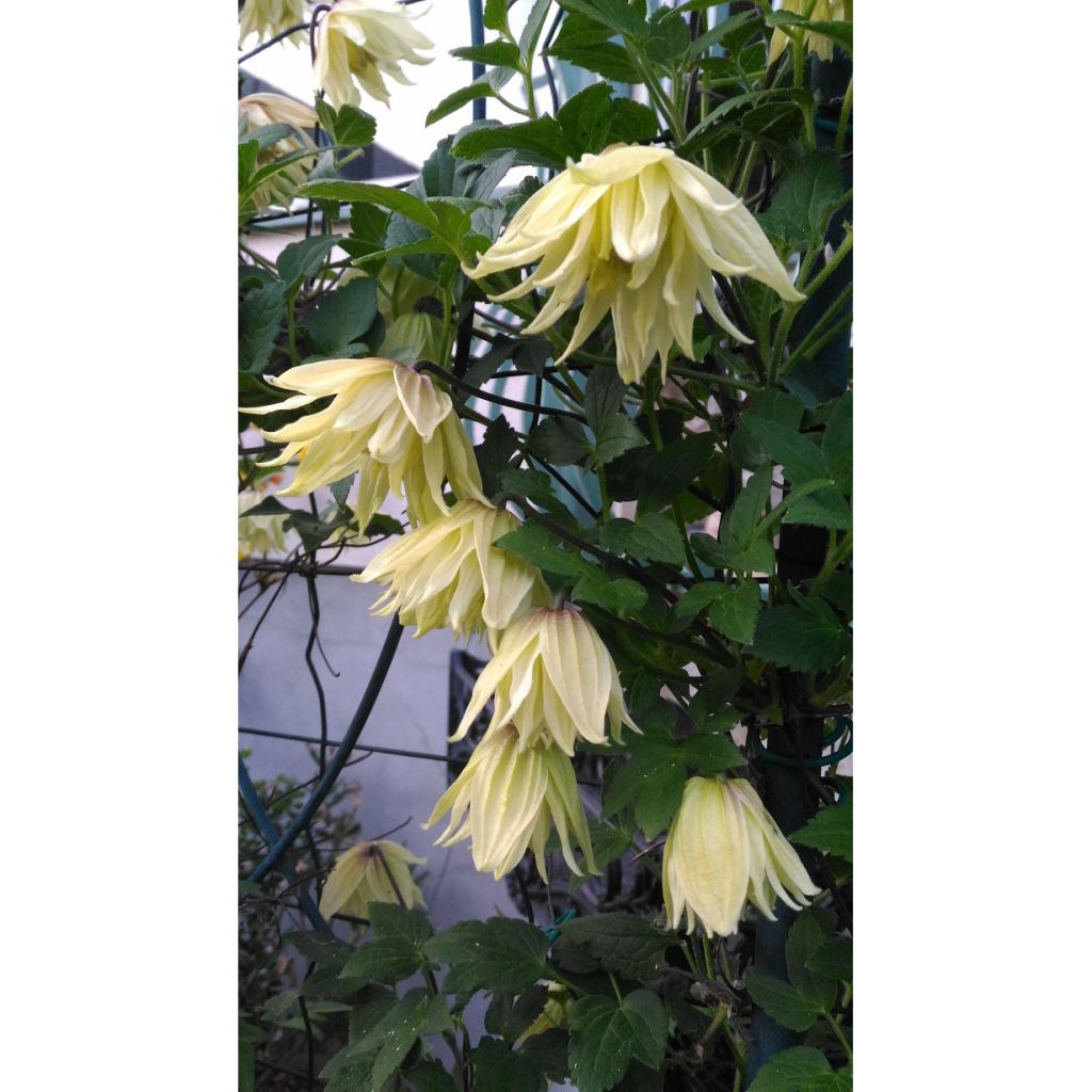 Clématite - Clematis koreana Amber