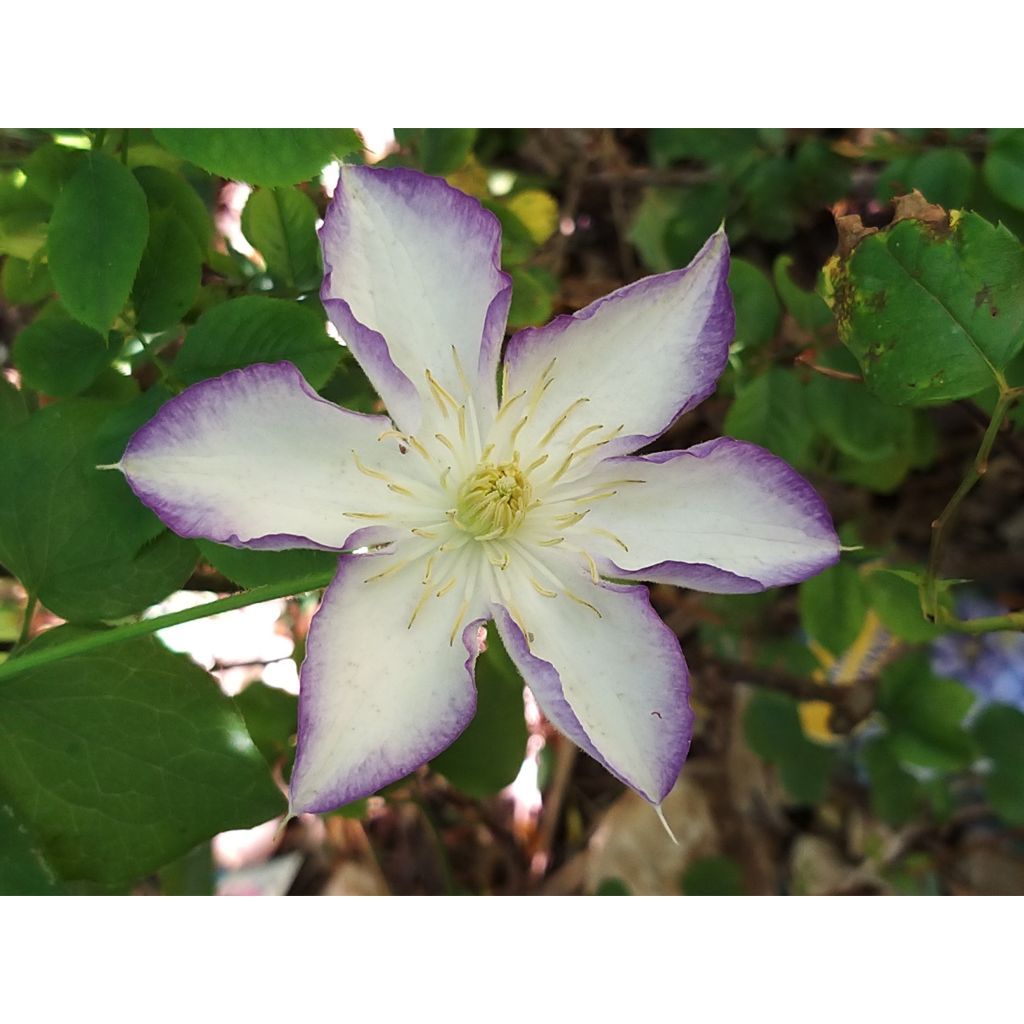 Clématite - Clematis Lucky Charm