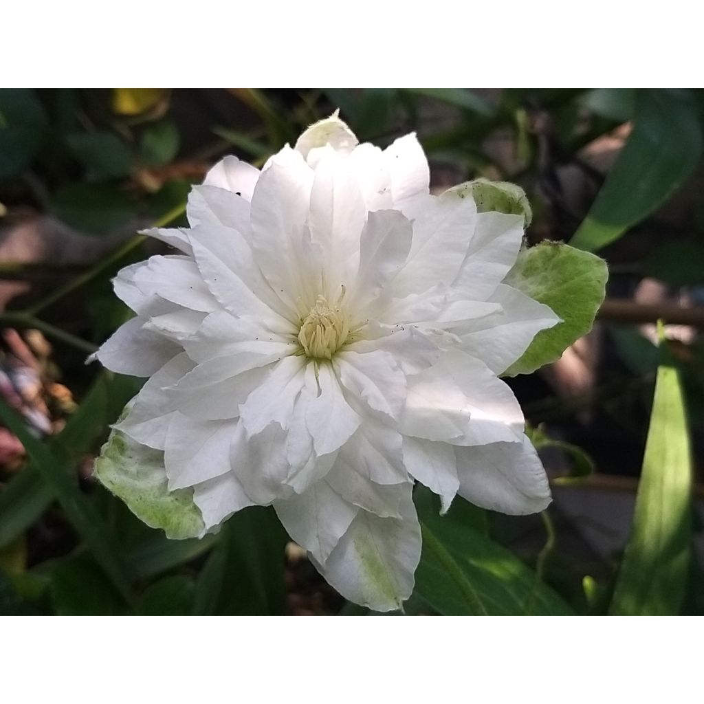 Clématite - Clematis Maria Skłodowska Curie