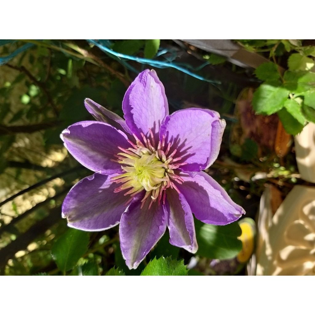 Clématite - Clematis Multi Blue