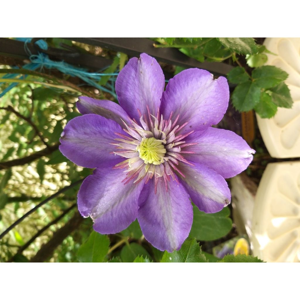 Clématite - Clematis Multi Blue