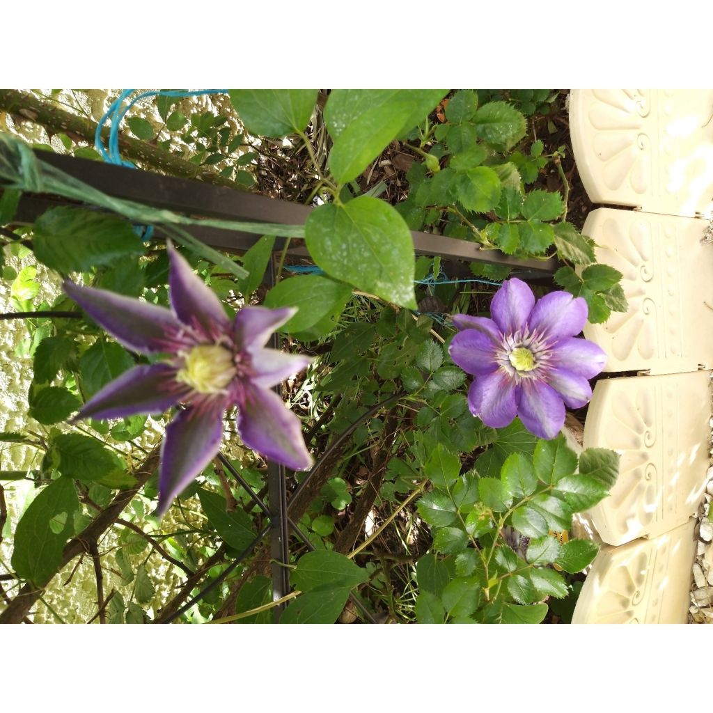 Clématite - Clematis Multi Blue