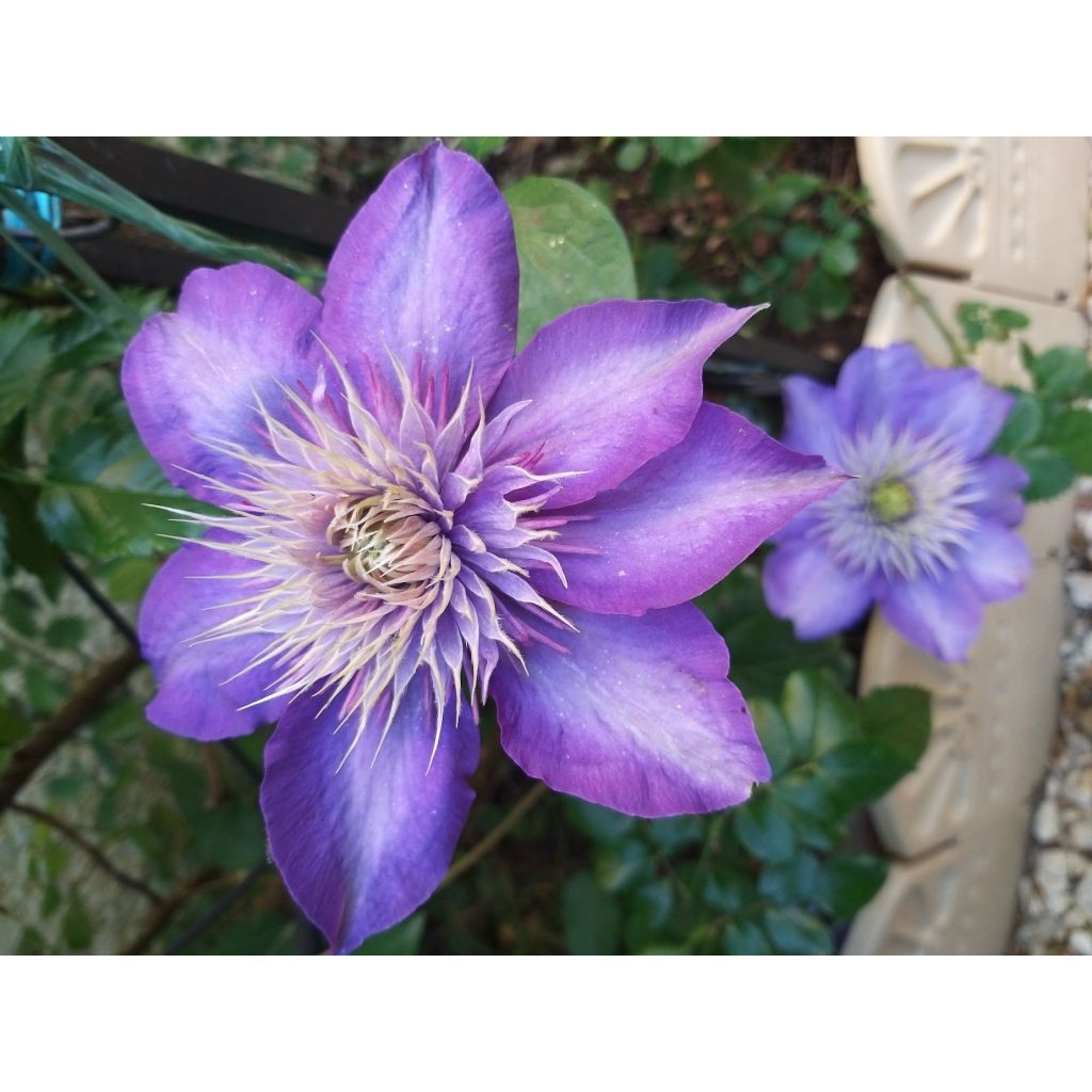 Clématite - Clematis Multi Blue