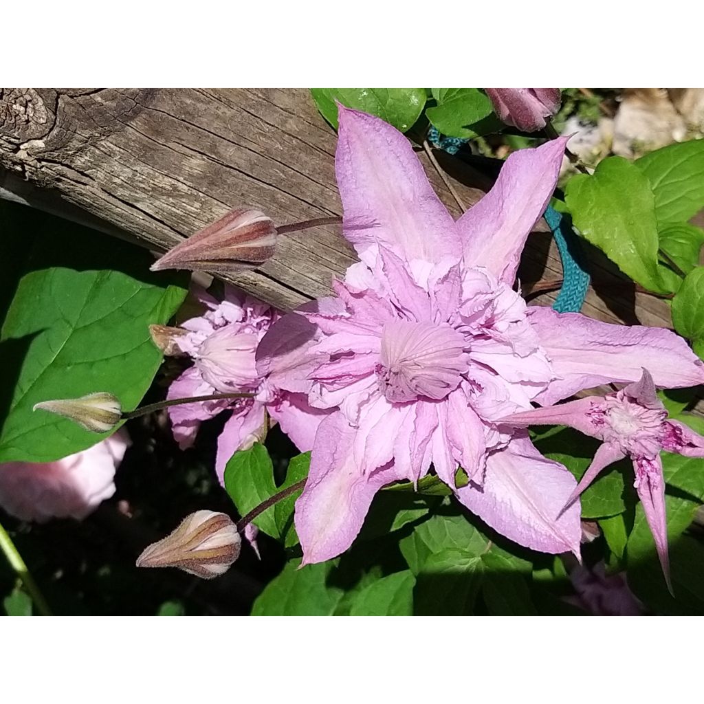 Clématite - Clematis Multi Pink